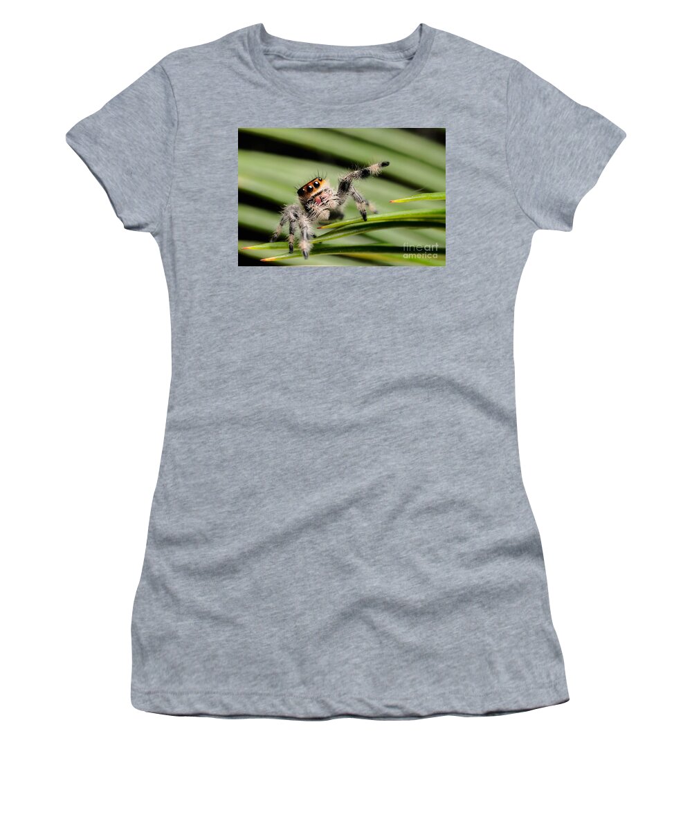 Animal Women's T-Shirt featuring the photograph Regal Jumping Spider #14 by Scott Linstead