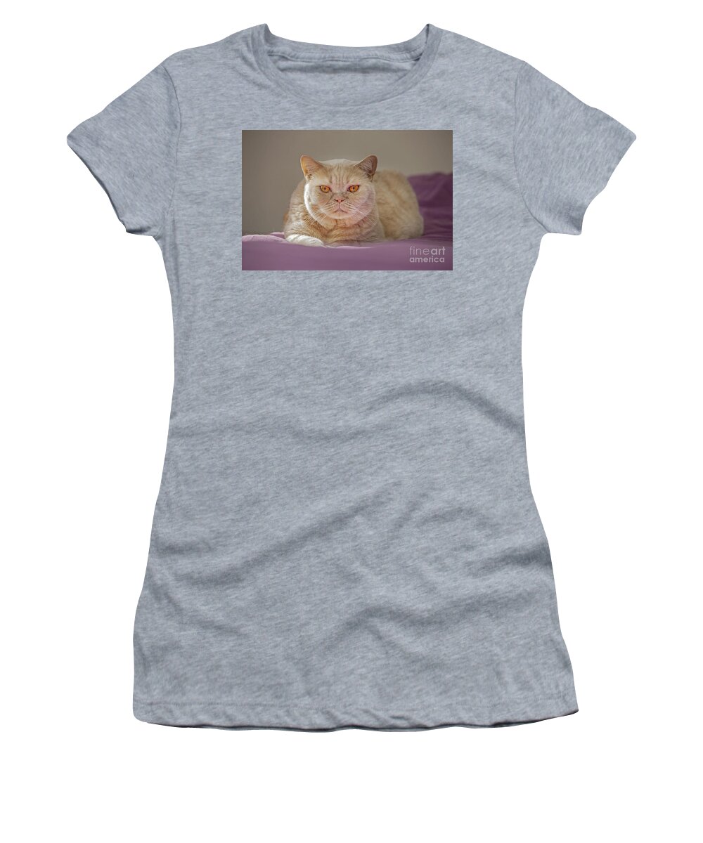 British Shorthair Women's T-Shirt featuring the photograph 140420p084 by Arterra Picture Library