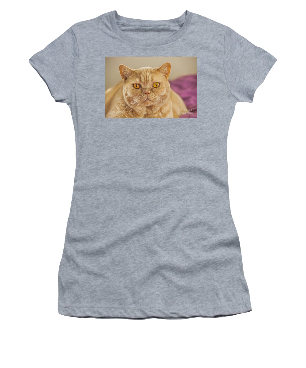British Shorthair Women's T-Shirt featuring the photograph 140420p087 by Arterra Picture Library