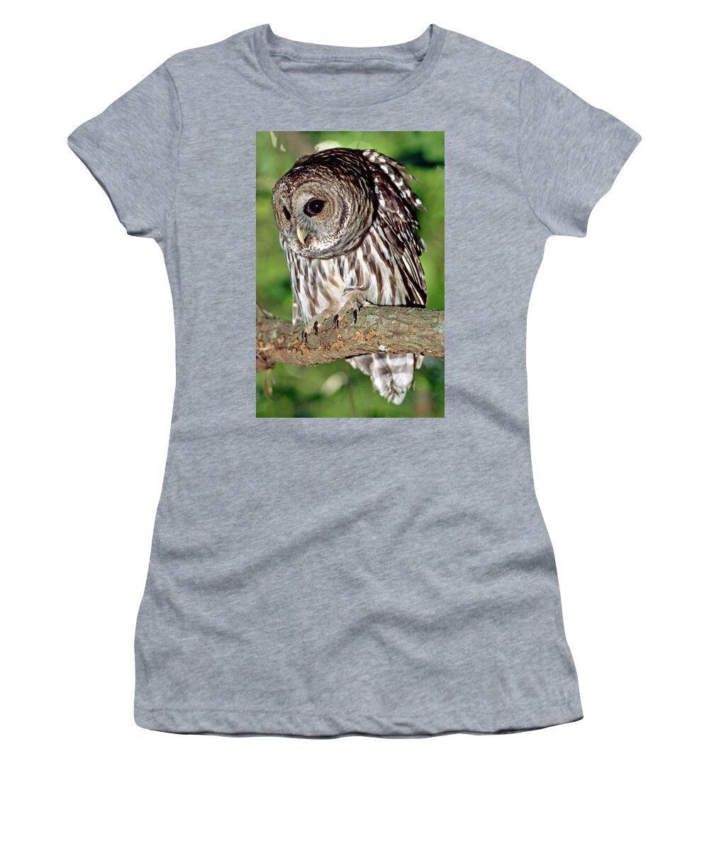 Barred Owl Women's T-Shirt featuring the photograph Barred Owl #18 by Millard H. Sharp
