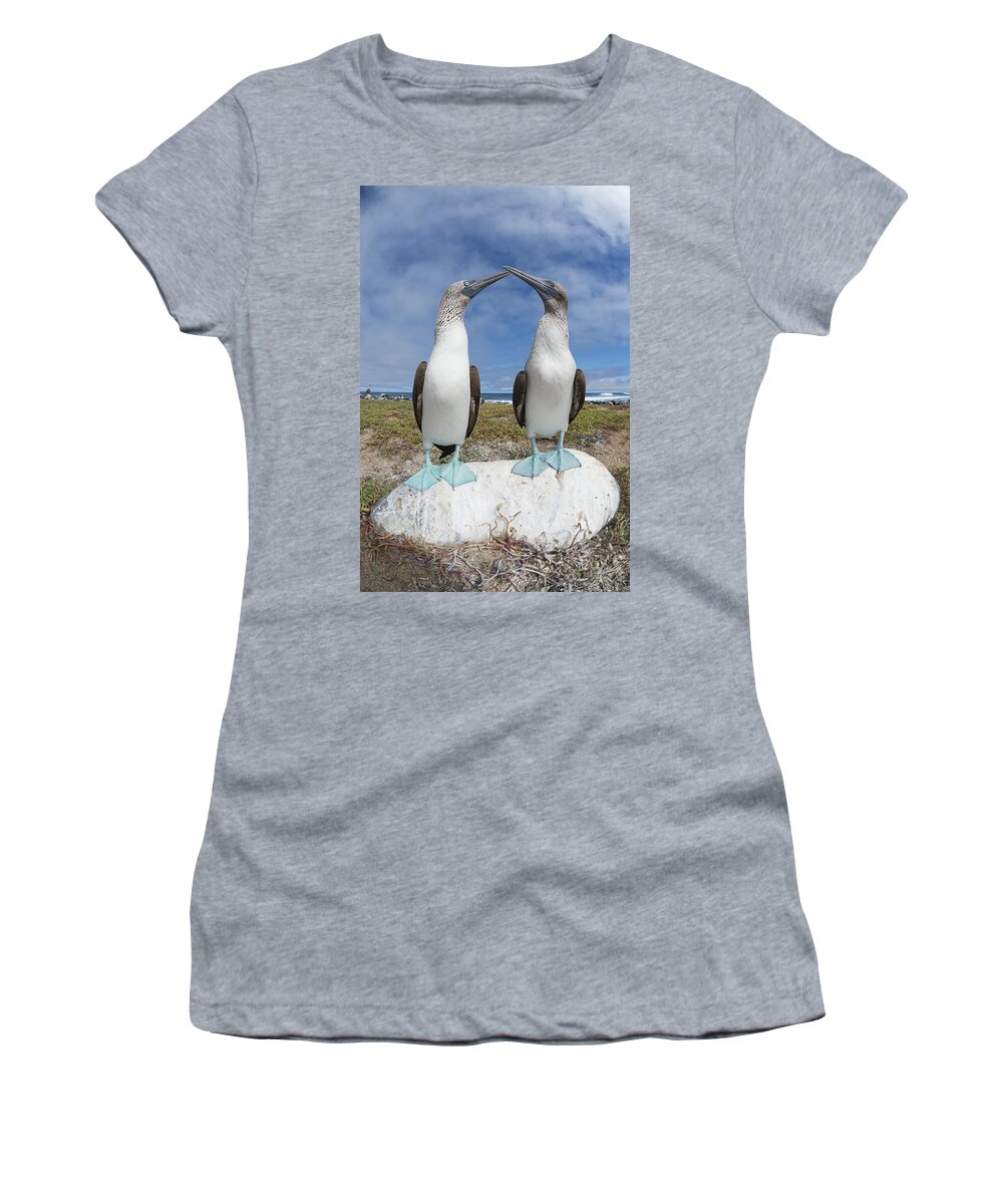 531693 Women's T-Shirt featuring the photograph Blue-footed Booby Pair Courting #2 by Tui De Roy