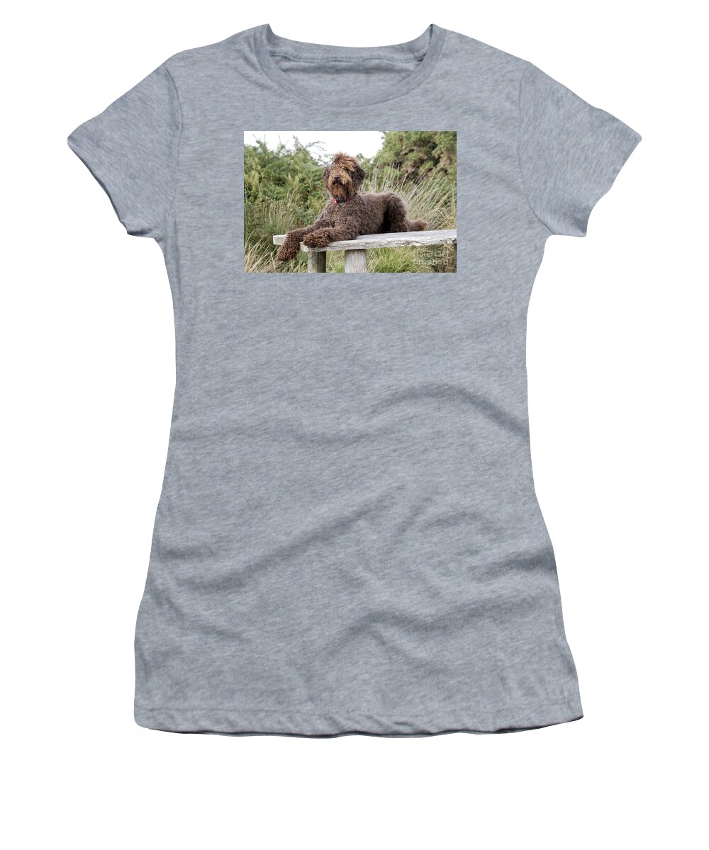 Labradoodle Women's T-Shirt featuring the photograph Brown Labradoodle #2 by John Daniels