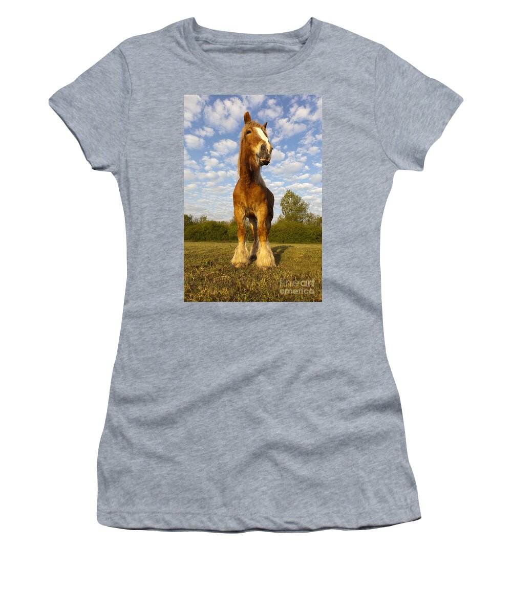 Comtois Women's T-Shirt featuring the photograph Comtois Horse #1 by M Watson