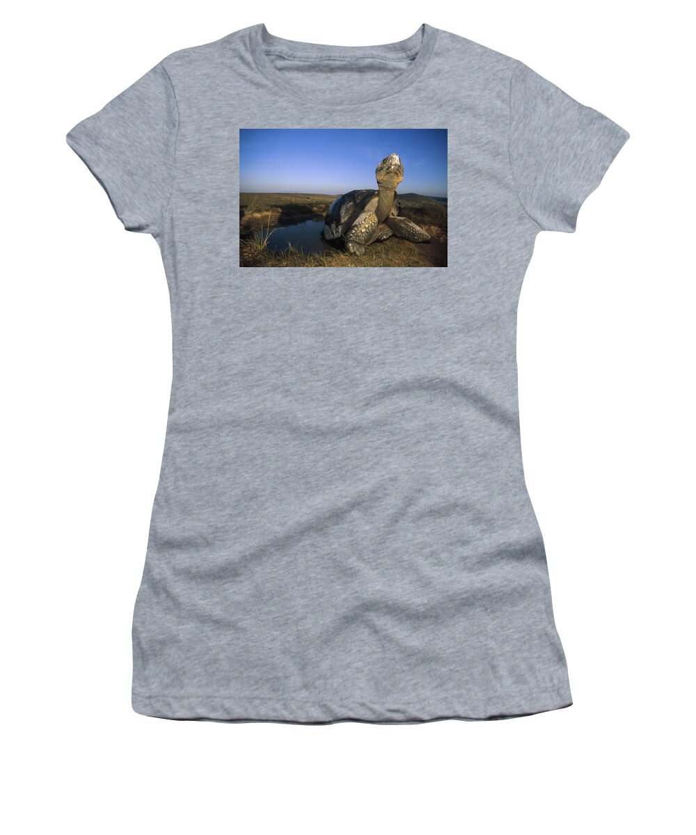 Feb0514 Women's T-Shirt featuring the photograph Galapagos Giant Tortoise Wallowing #2 by Tui De Roy