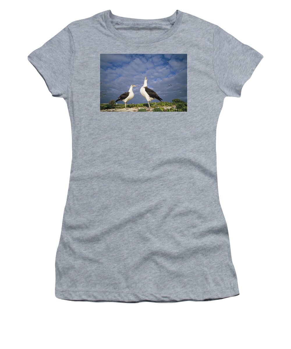 Feb0514 Women's T-Shirt featuring the photograph Laysan Albatross Courtship Dance Hawaii #2 by Tui De Roy
