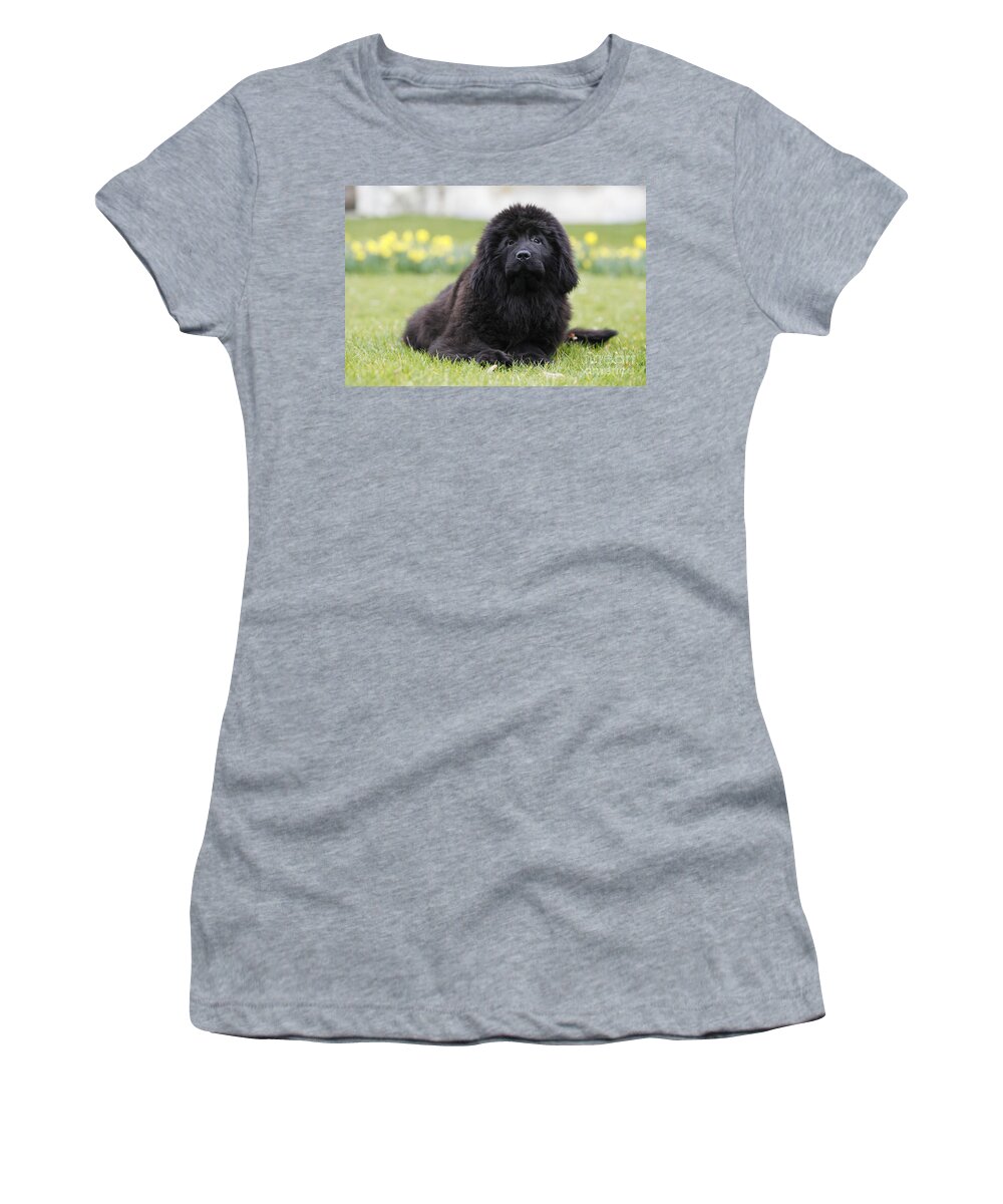 Newfoundland Women's T-Shirt featuring the photograph Newfoundland Dog #2 by Jean-Michel Labat