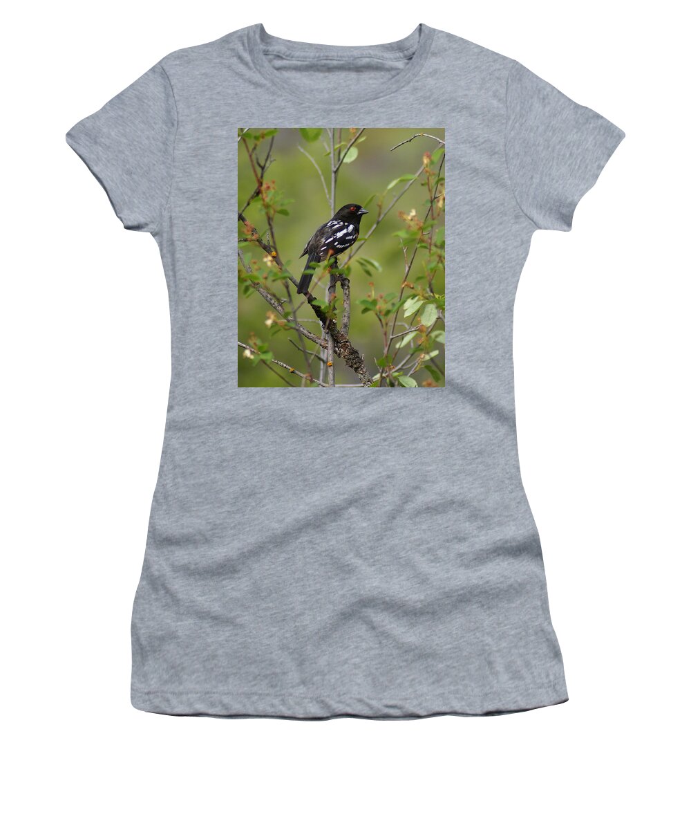 Birds Women's T-Shirt featuring the photograph Spotted Towhee #1 by Ben Upham III