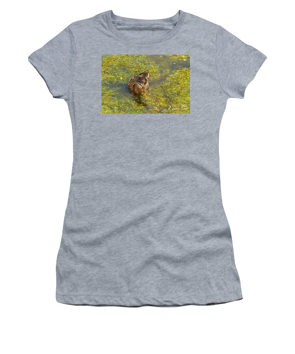 Colorado Women's T-Shirt featuring the photograph Mallard Ducks in Lily Lake #3 by Fred Stearns