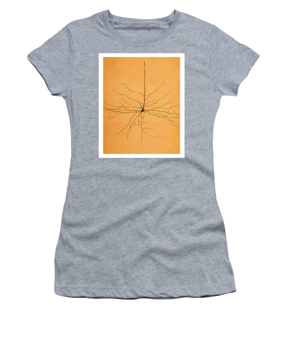 Pyramidal Cell Women's T-Shirt featuring the photograph Pyramidal Cell In Cerebral Cortex, Cajal #4 by Science Source