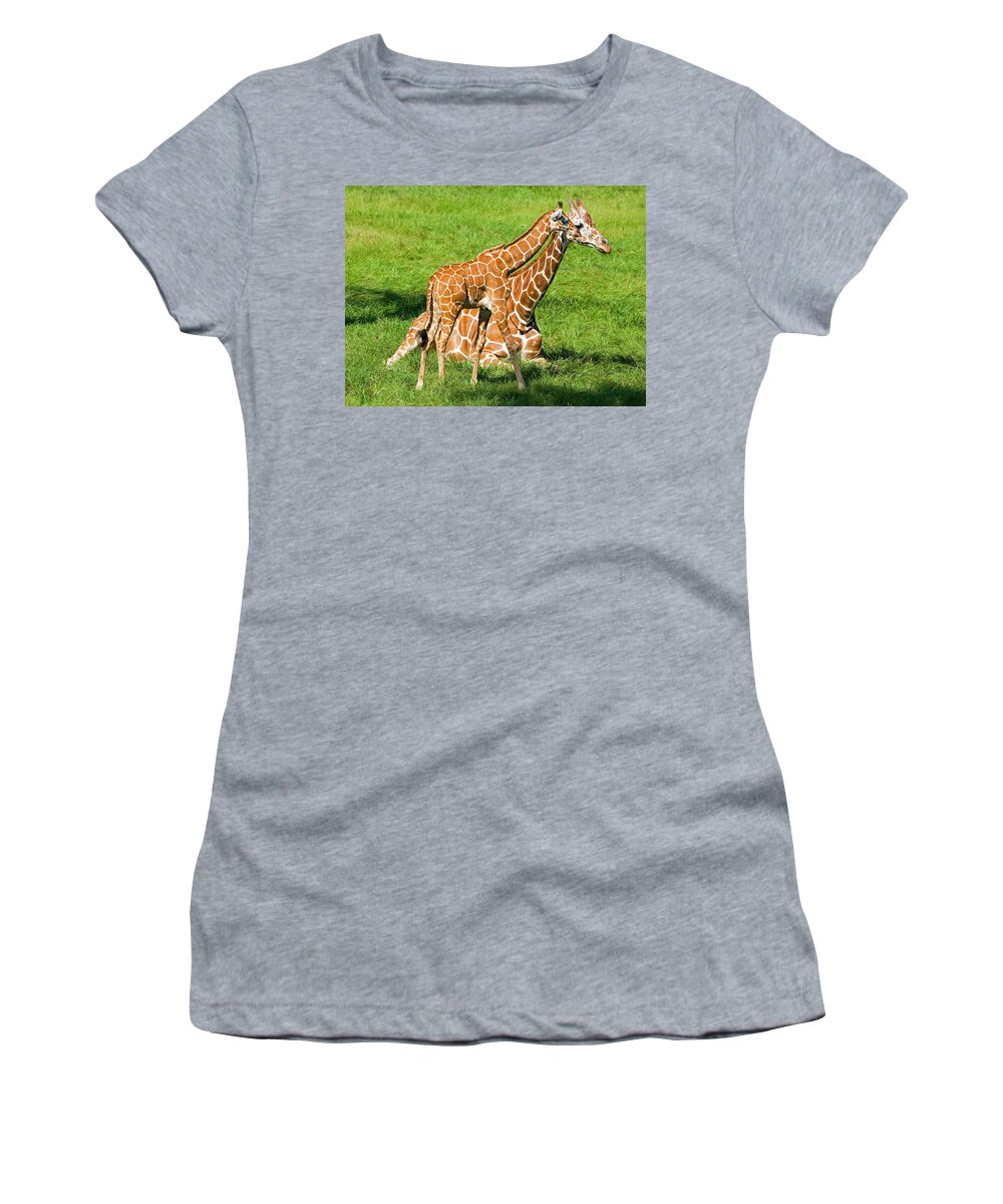 Nature Women's T-Shirt featuring the photograph Reticulated Giraffe 6 Week Old Calf #3 by Millard H. Sharp