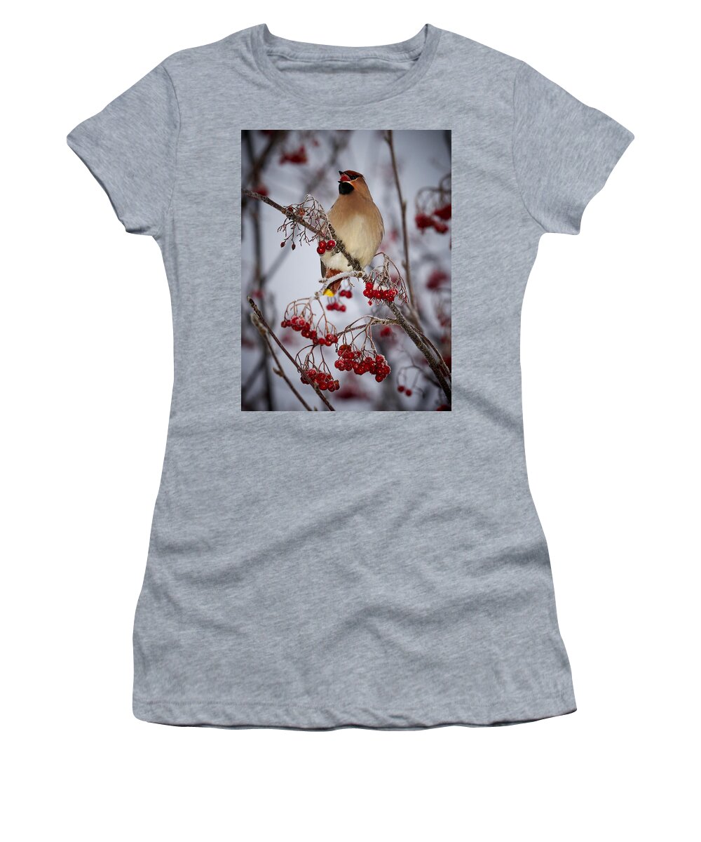 Bombycilla Garrulus Women's T-Shirt featuring the photograph Bohemian waxwings eating rowan berries #4 by Jouko Lehto