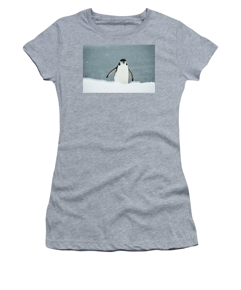 Antarctic Ocean Women's T-Shirt featuring the photograph Chinstrap Penguin Pygoscelis #7 by Deb Garside