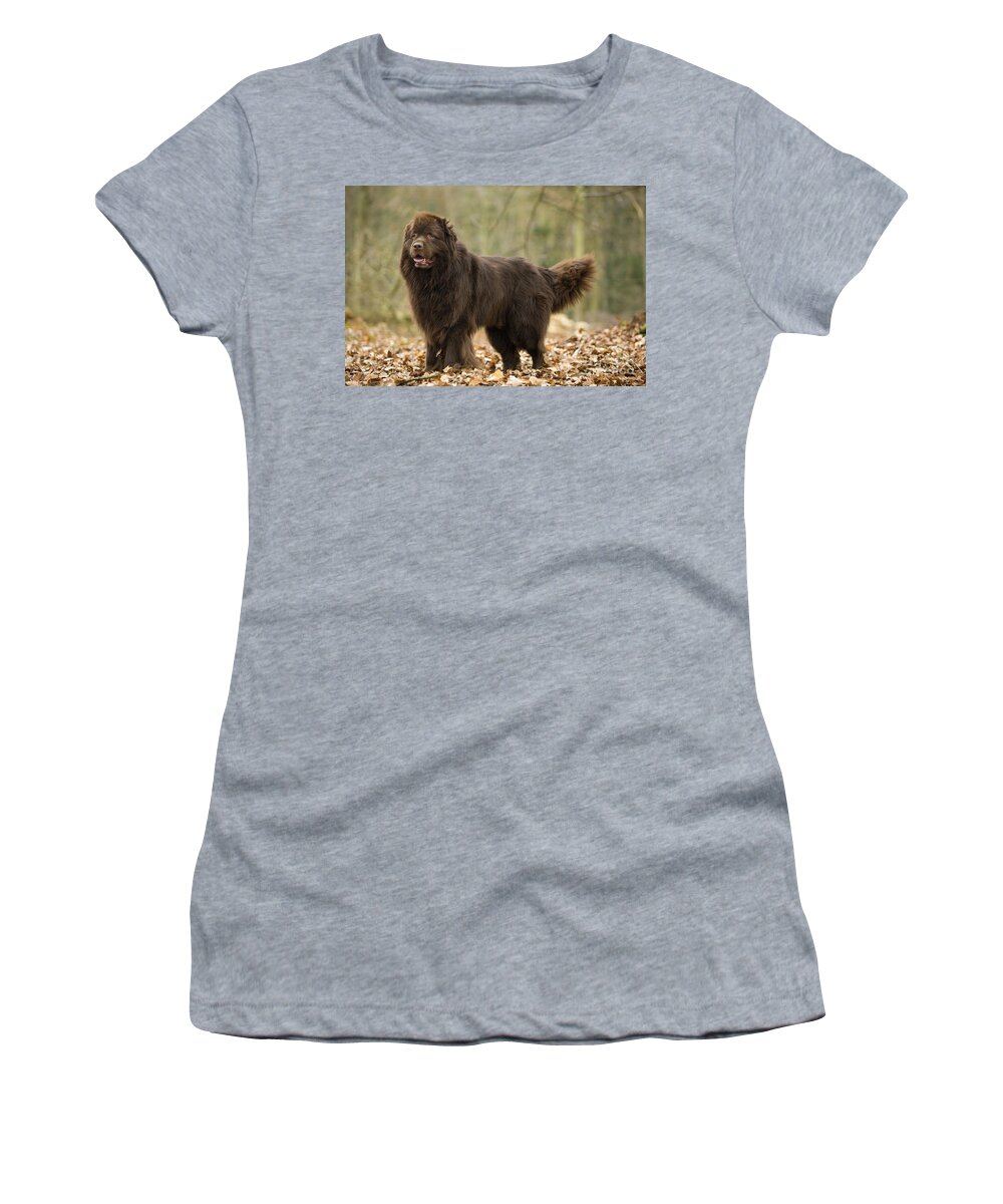 Newfoundland Women's T-Shirt featuring the photograph Newfoundland Dog #7 by Jean-Michel Labat