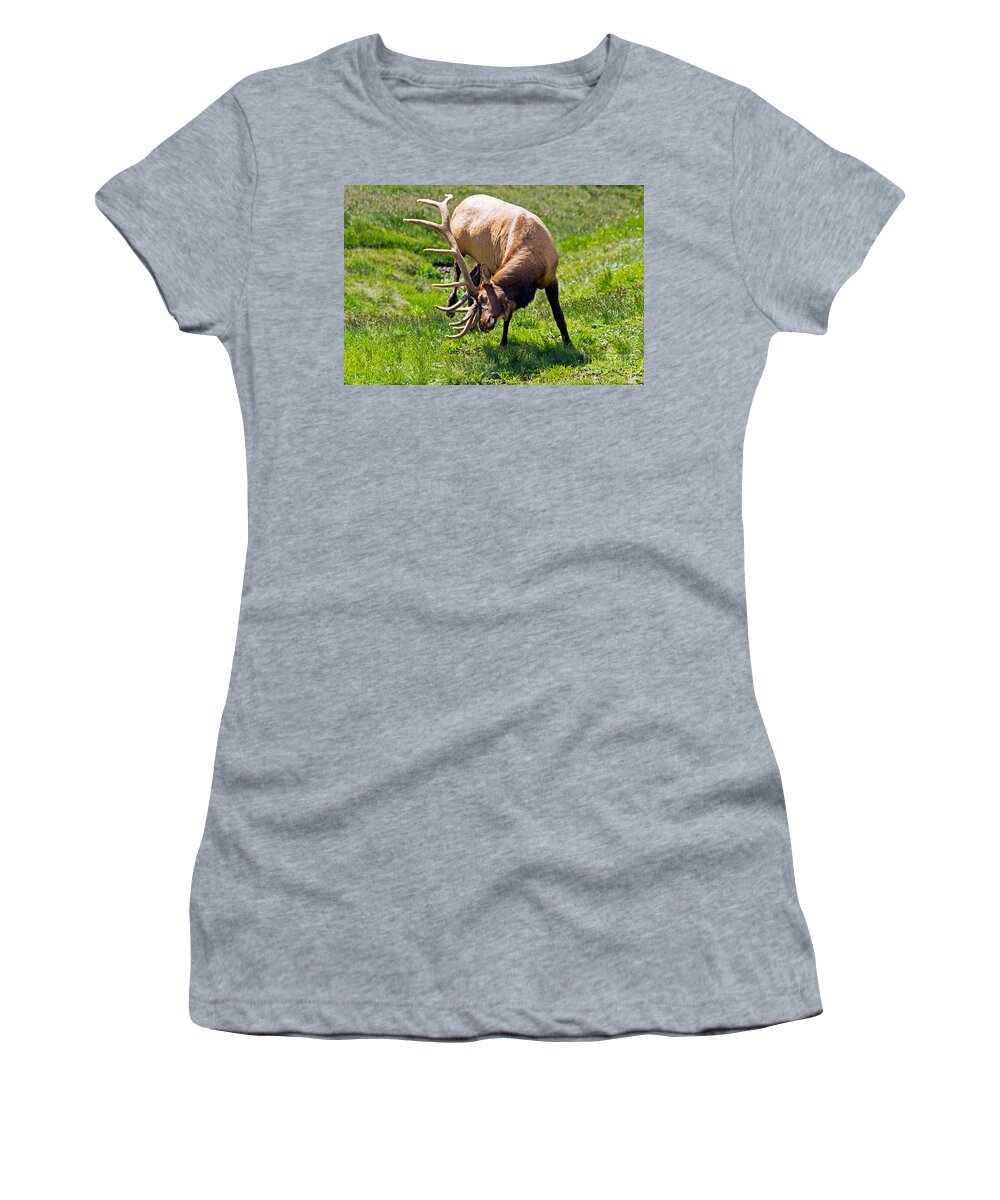 Bull Women's T-Shirt featuring the photograph Wapiti Elk in Rocky Mountain National Park #7 by Fred Stearns