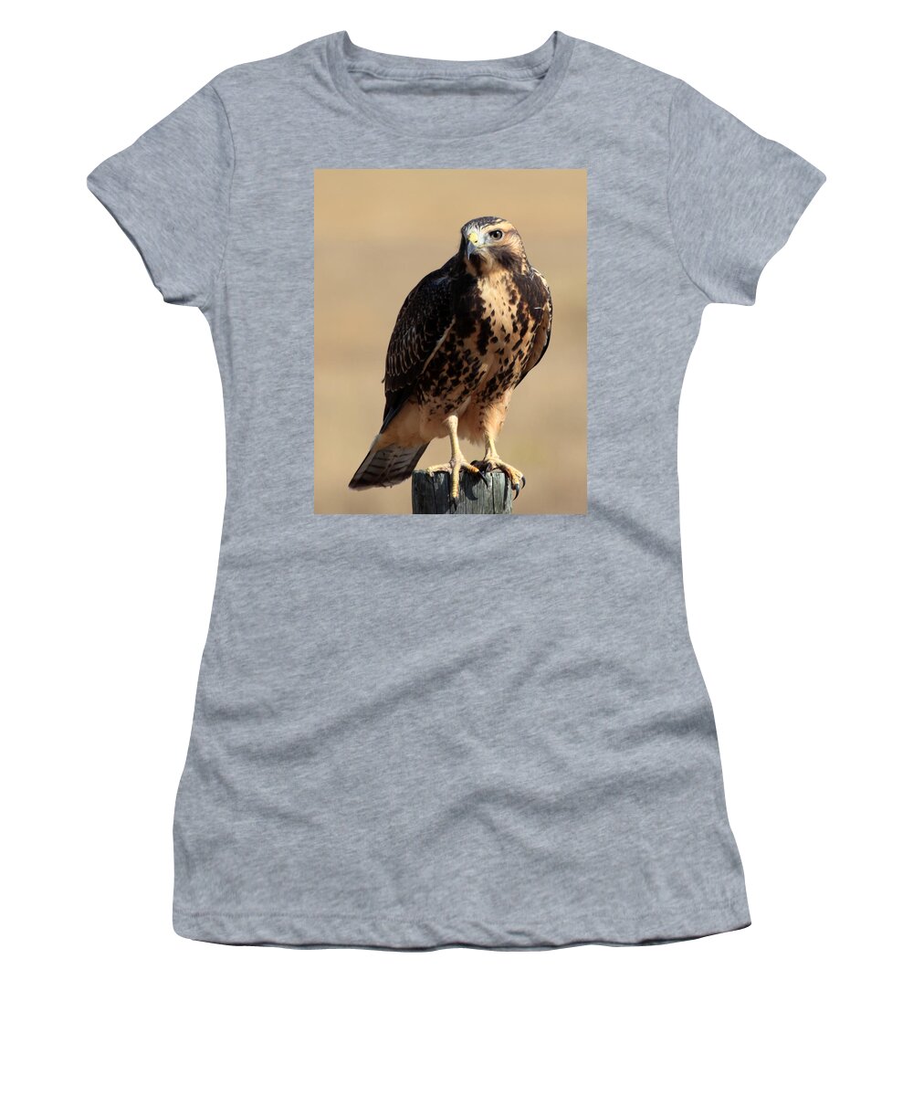 Hawk Women's T-Shirt featuring the photograph A Place To Rest by Shane Bechler
