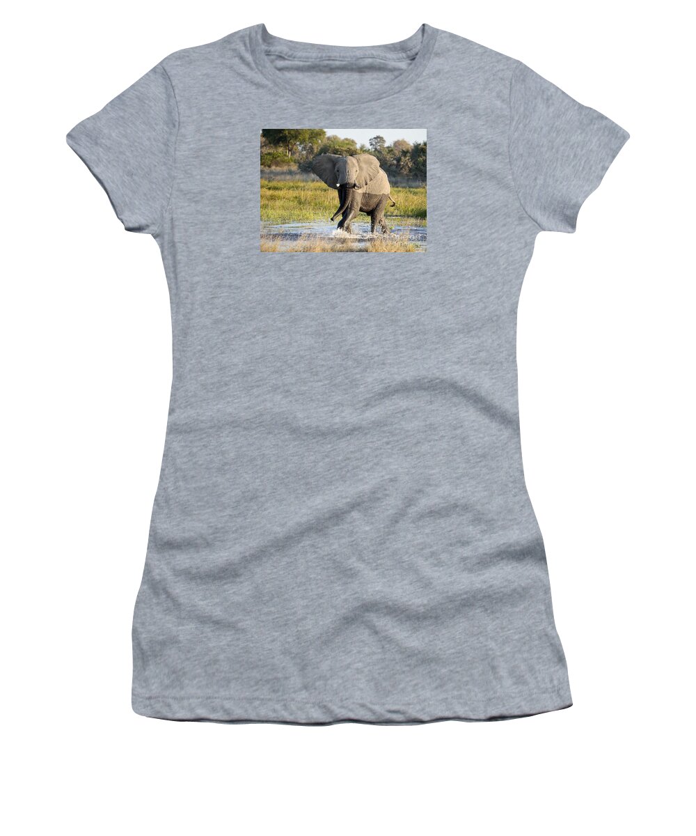 African Elephant Women's T-Shirt featuring the photograph African Elephant mock-charging by Liz Leyden