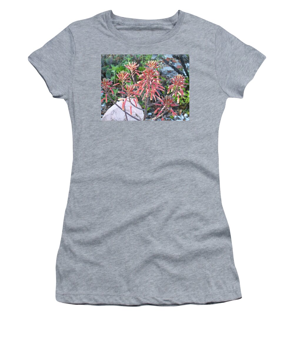 Succulent Aloe Plant With Mature Women's T-Shirt featuring the photograph Aloe in Bloom by Belinda Lee