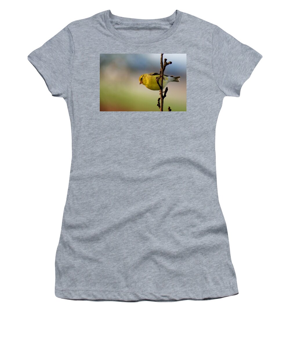 Bird Women's T-Shirt featuring the photograph American Beauty by Bill Pevlor