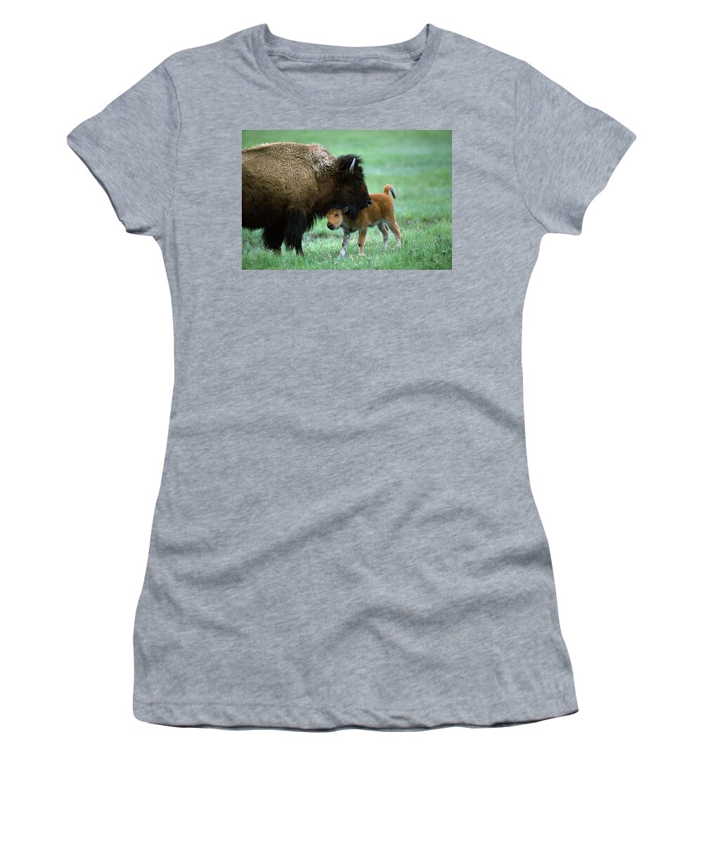 00761609 Women's T-Shirt featuring the photograph American Bison and Calf Yellowstone NP by Suzi Eszterhas