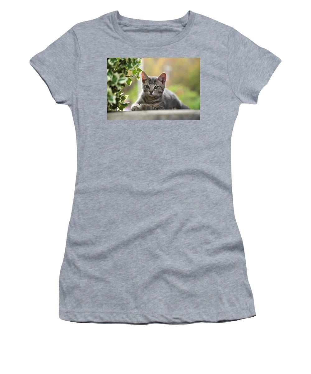 Kittens Women's T-Shirt featuring the photograph Anticipation by Dennis Baswell