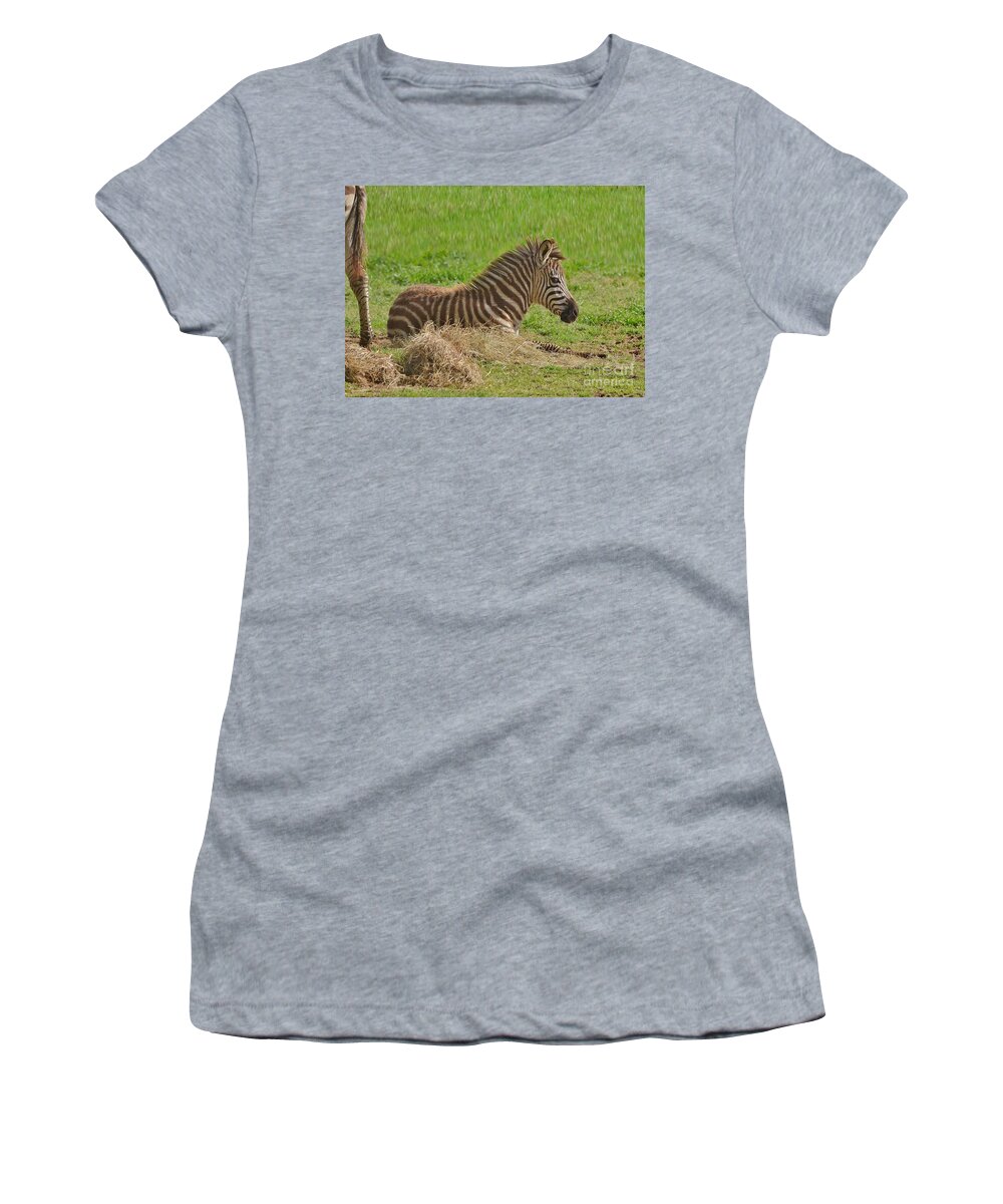 Zebra Women's T-Shirt featuring the photograph Baby Zebra Resting by Kathy Baccari