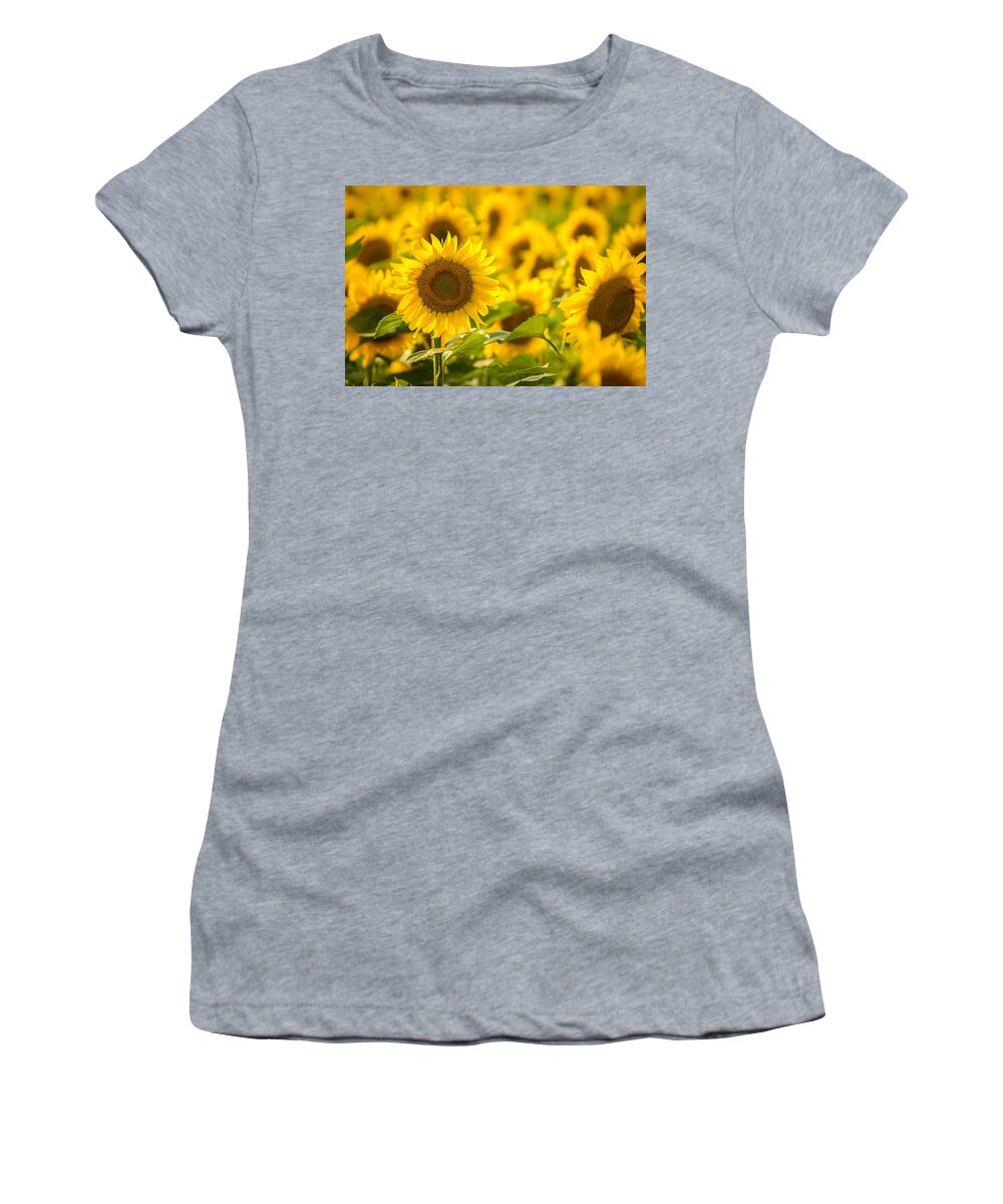 Sunflower Women's T-Shirt featuring the photograph Backlit Sunflower by Mark Rogers
