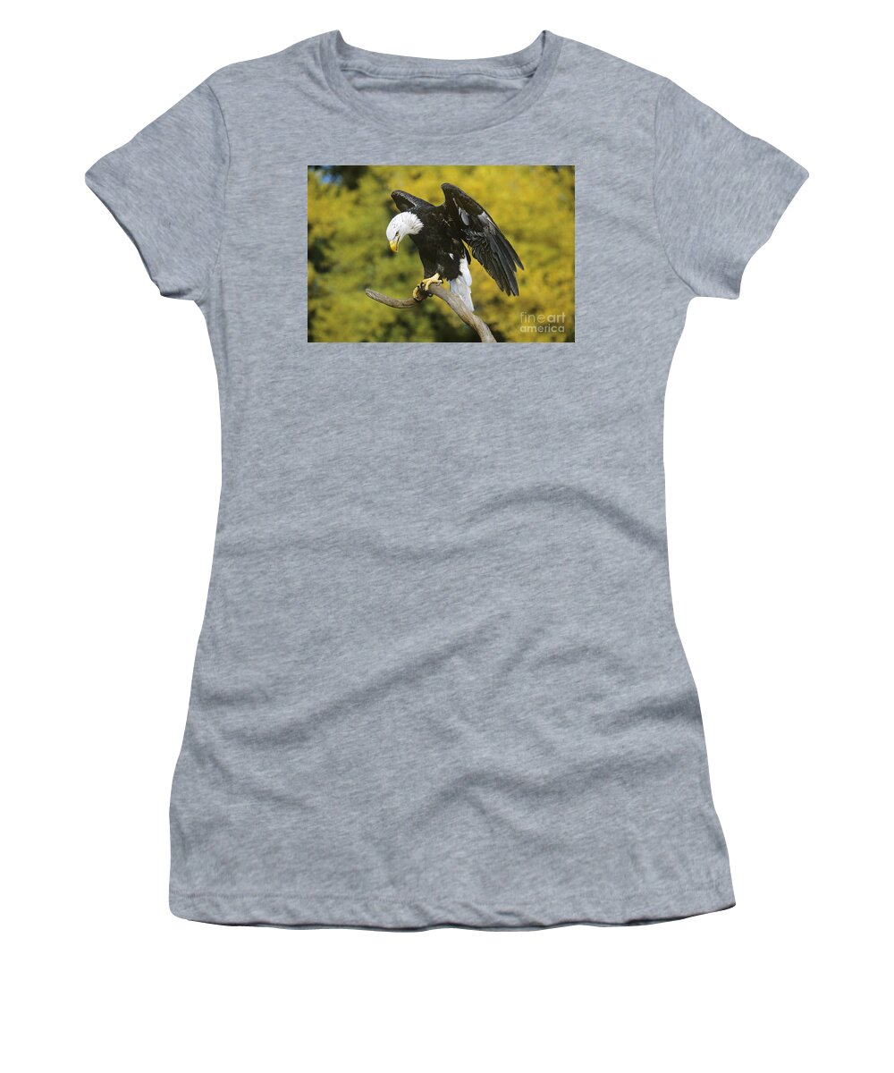 North America Wildlife Women's T-Shirt featuring the photograph Bald Eagle in Perch Wildlife Rescue by Dave Welling