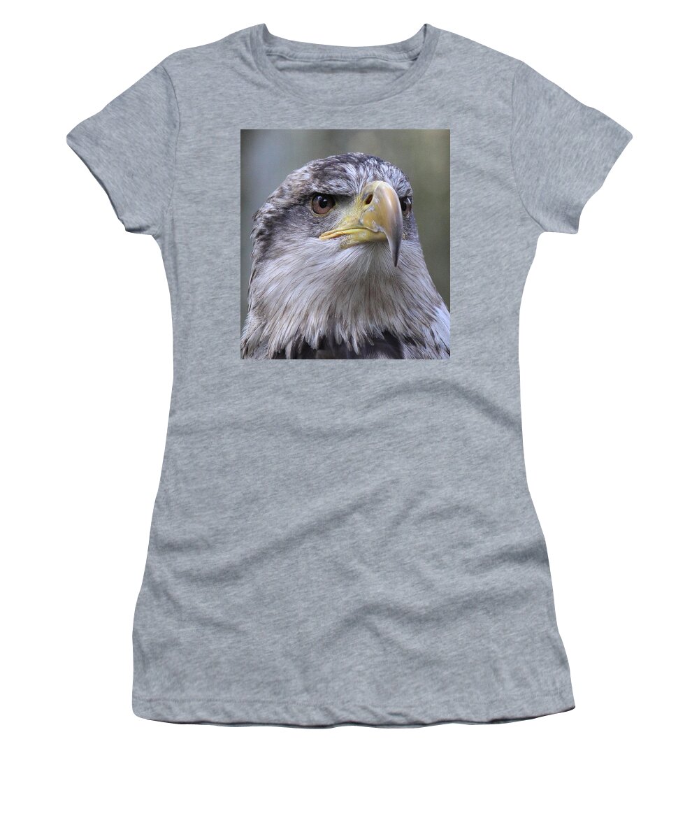 Bald Eagle Women's T-Shirt featuring the photograph Bald Eagle - Juvenile by Randy Hall