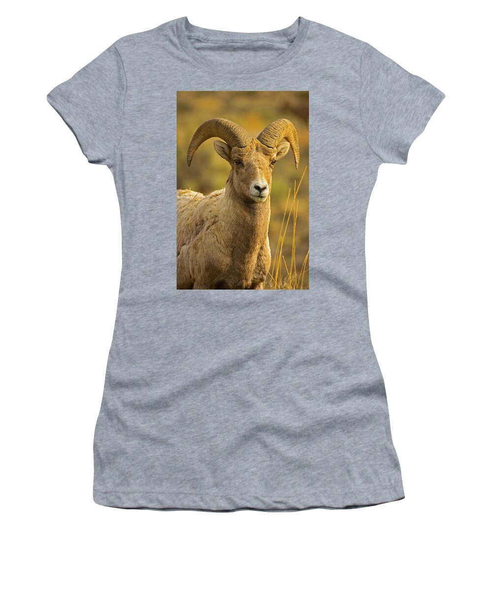 Sheep Women's T-Shirt featuring the photograph Biggie by Jack Milchanowski