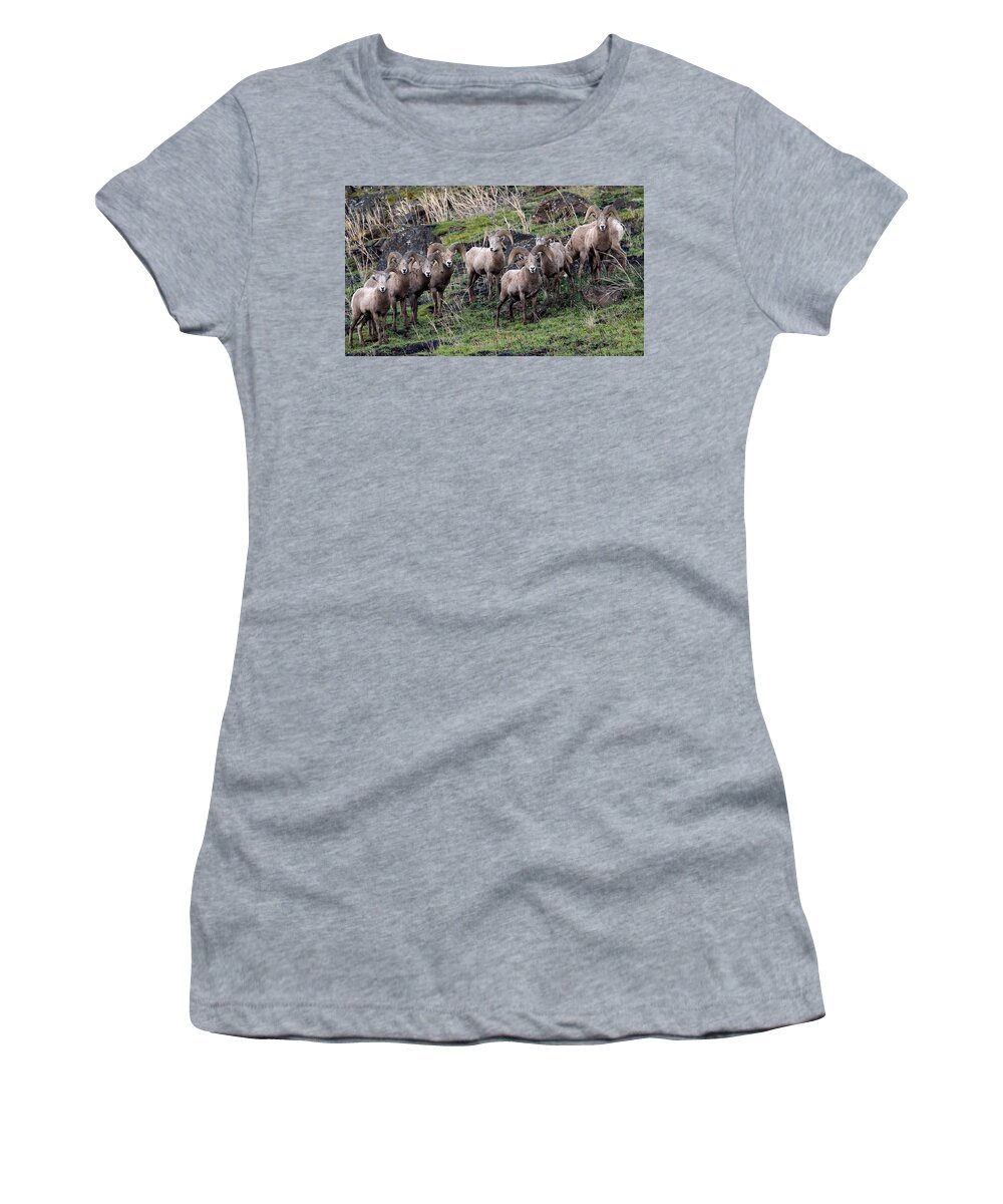 Bighorn Sheep Women's T-Shirt featuring the photograph Bighorn Reunion by Steve McKinzie