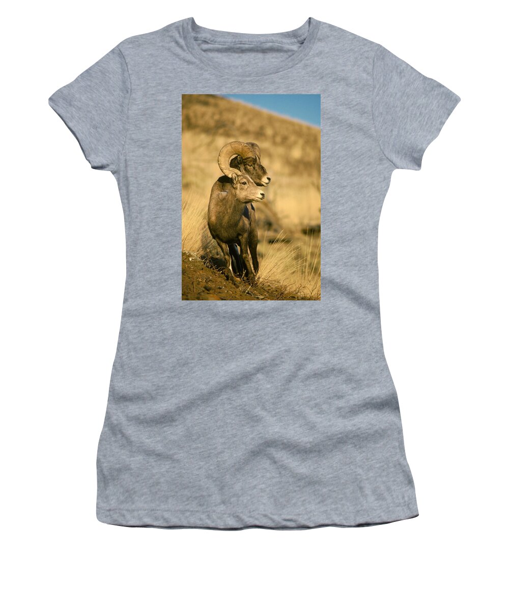 Feb0514 Women's T-Shirt featuring the photograph Bighorn Sheep Yellowstone Np Wyoming by Michael Quinton