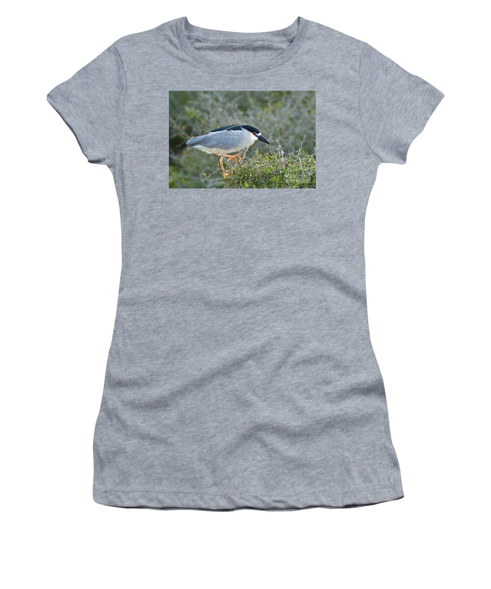 Animal Women's T-Shirt featuring the photograph Black-crowned Night-heron by Gregory G. Dimijian