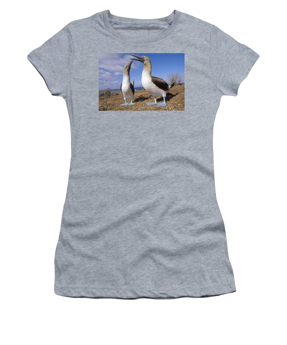 Feb0514 Women's T-Shirt featuring the photograph Blue-footed Booby Couple Courting by Tui De Roy