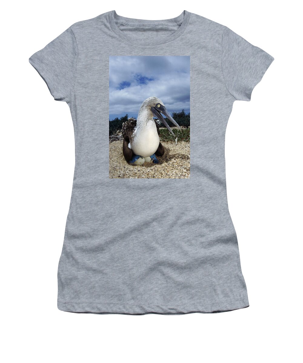 Feb0514 Women's T-Shirt featuring the photograph Blue-footed Booby Male Incubating Eggs by Tui De Roy