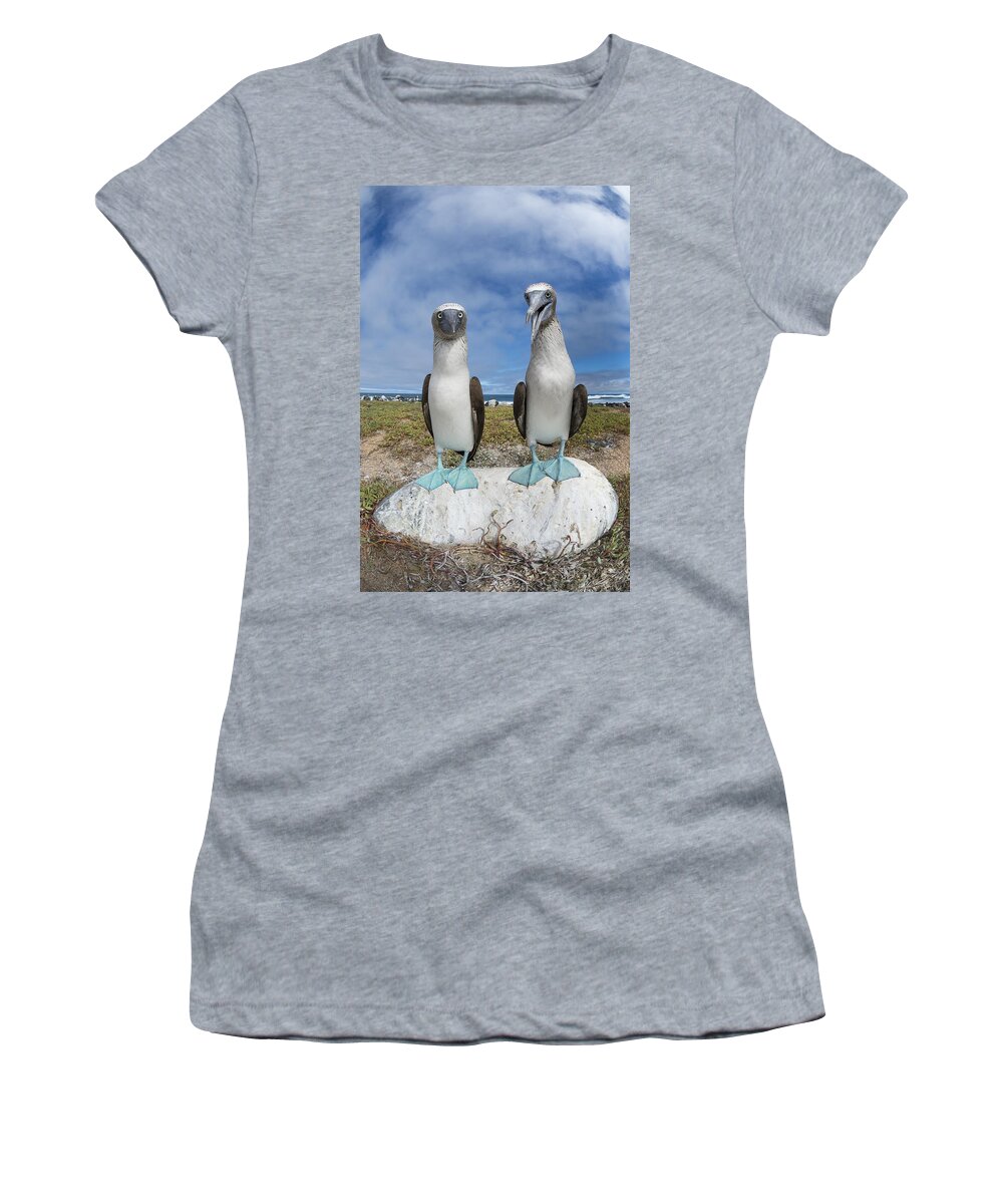 531692 Women's T-Shirt featuring the photograph Blue-footed Booby Pair Galapagos by Tui De Roy