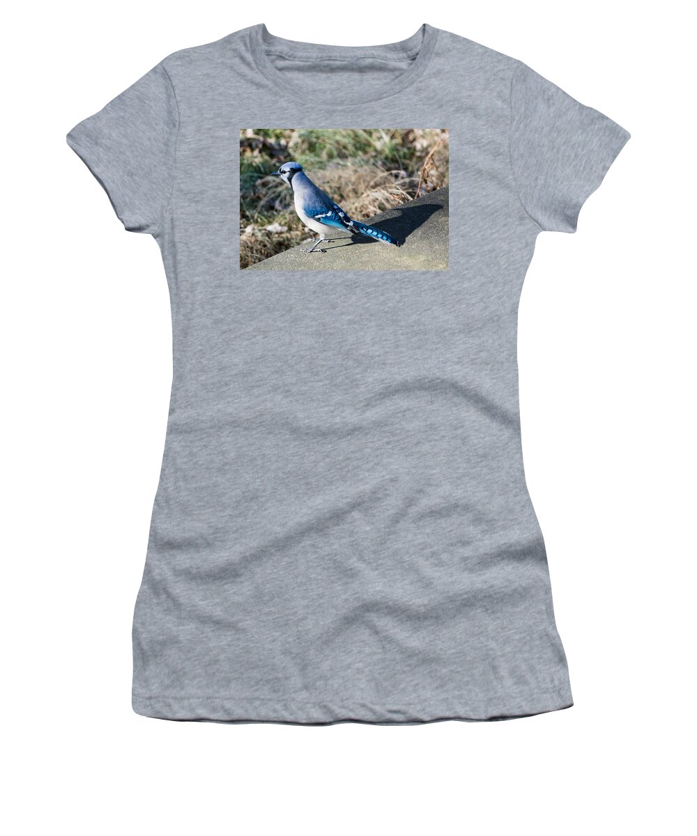 Blue Jay Women's T-Shirt featuring the photograph Blue Jay and His Shadow by Holden The Moment