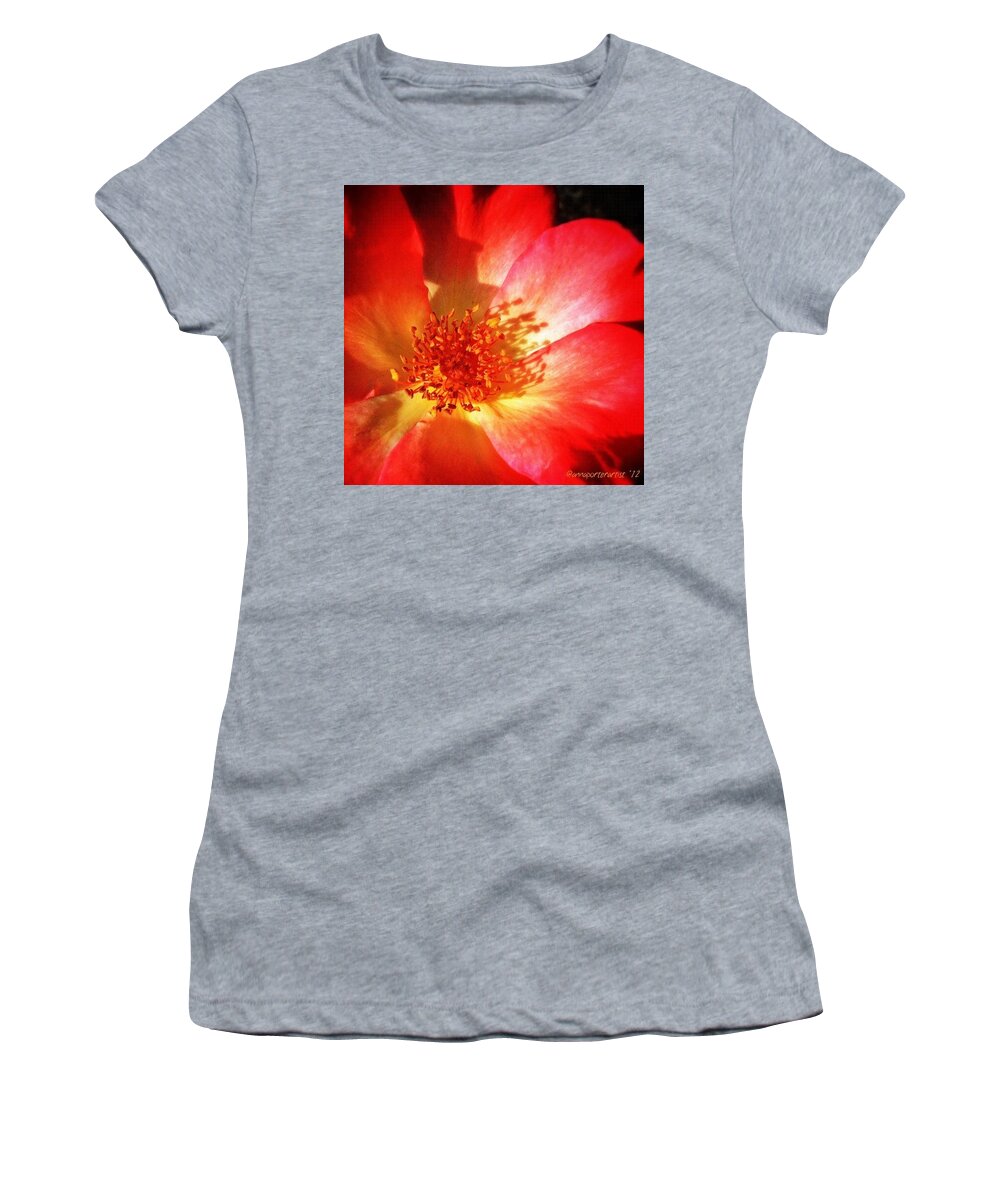 Flower Women's T-Shirt featuring the photograph Brilliant Summer Rose by Anna Porter