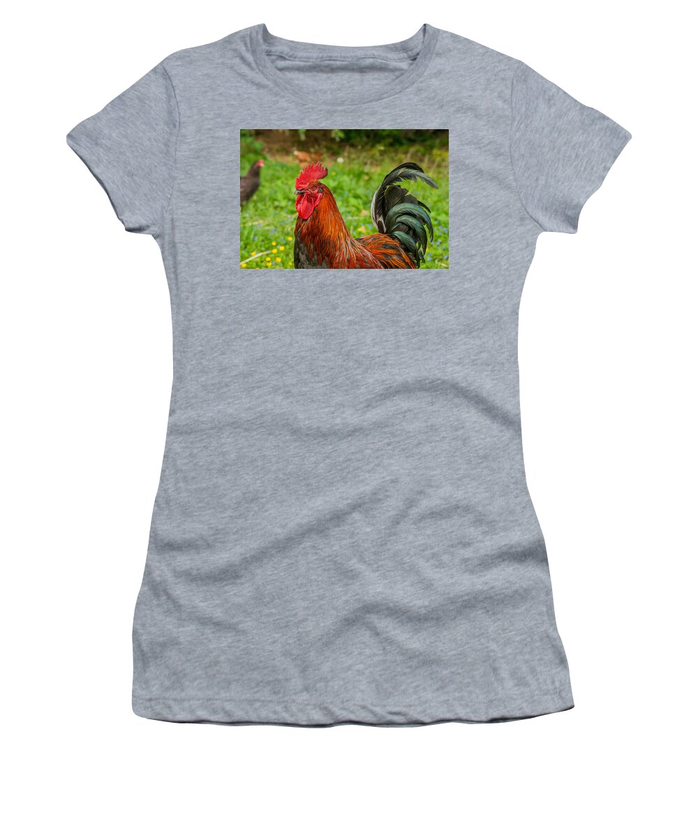 Animal Women's T-Shirt featuring the photograph Brown Rooster, Killarney, Ireland by James Steinberg