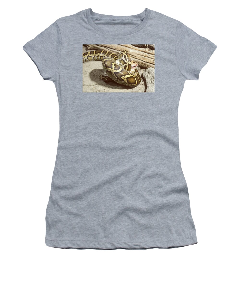 Animal Women's T-Shirt featuring the photograph Burmese Python With Prey by John Mitchell