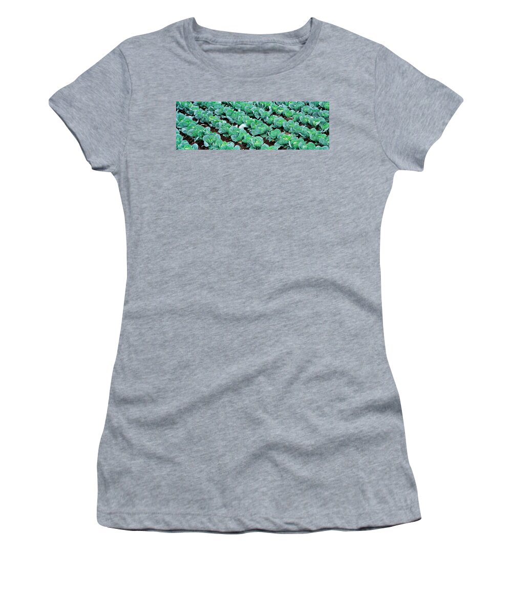 Photography Women's T-Shirt featuring the photograph Cabbage, Yamhill Co, Oregon, Usa by Panoramic Images