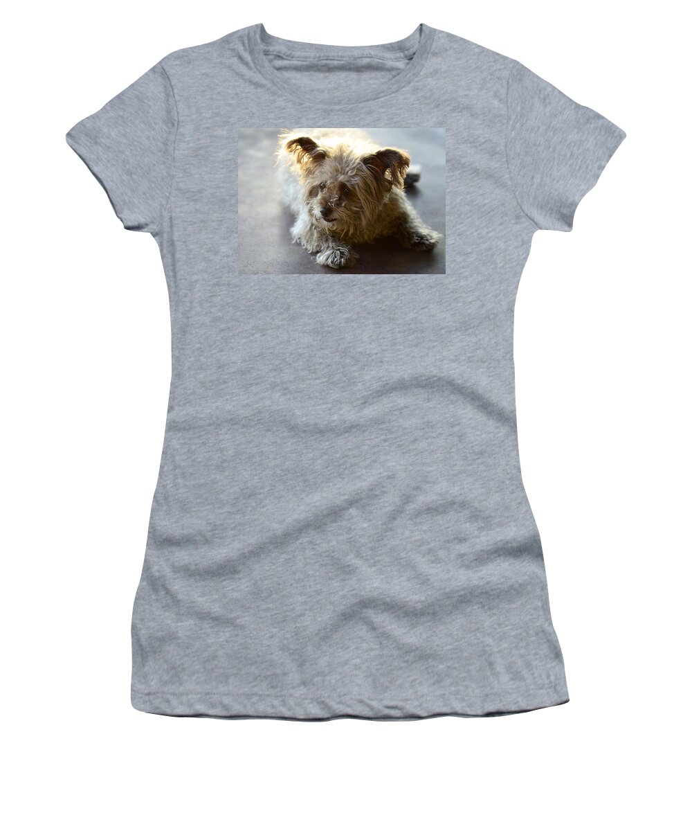 Cairn Terrier Women's T-Shirt featuring the photograph Cairn Terrier by Saija Lehtonen