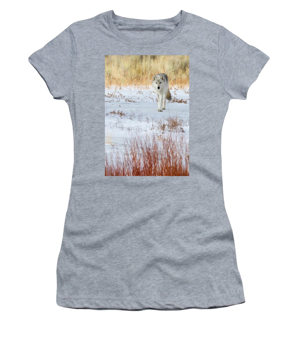 Wolf Women's T-Shirt featuring the photograph Canyon Alpha Female by Max Waugh