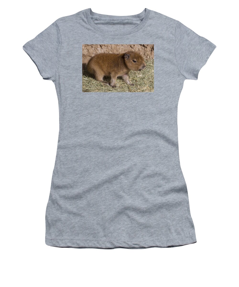 Feb0514 Women's T-Shirt featuring the photograph Capybara Young by San Diego Zoo
