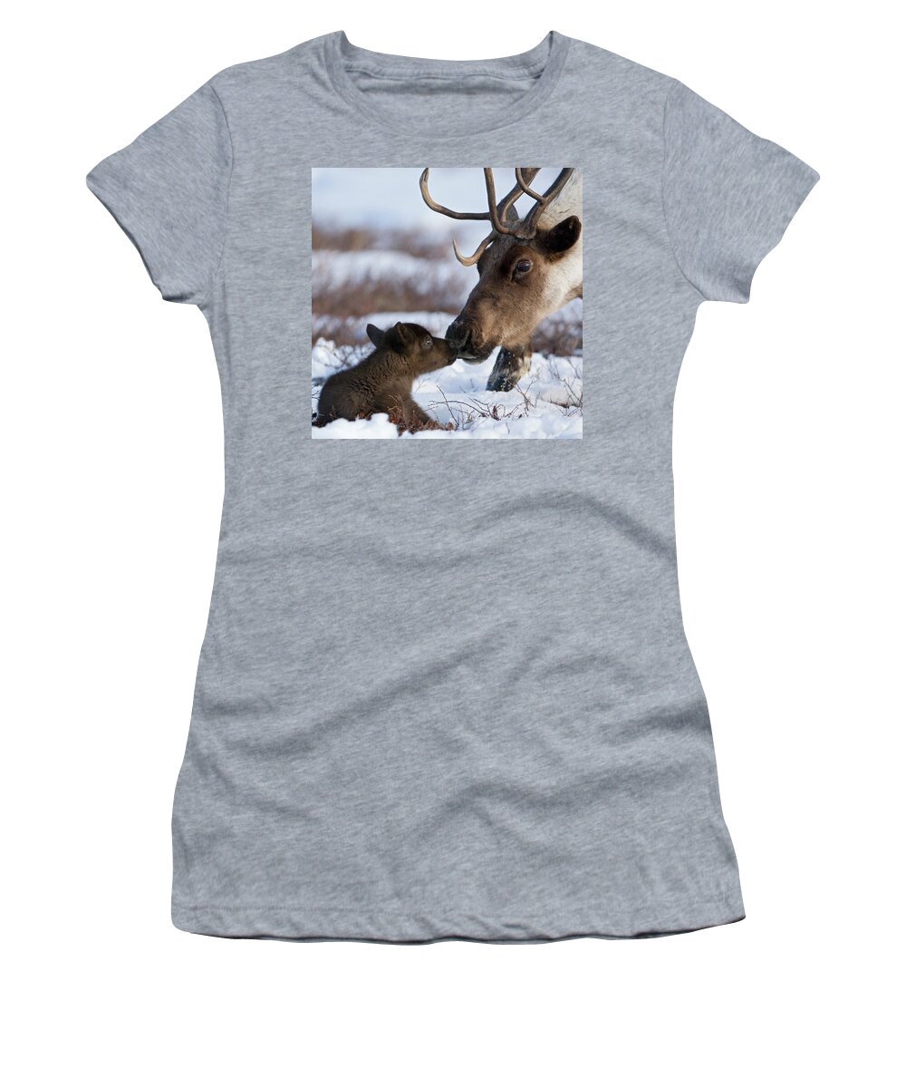 00782253 Women's T-Shirt featuring the photograph Caribou Mother Nuzzling Calf by Sergey Gorshkov