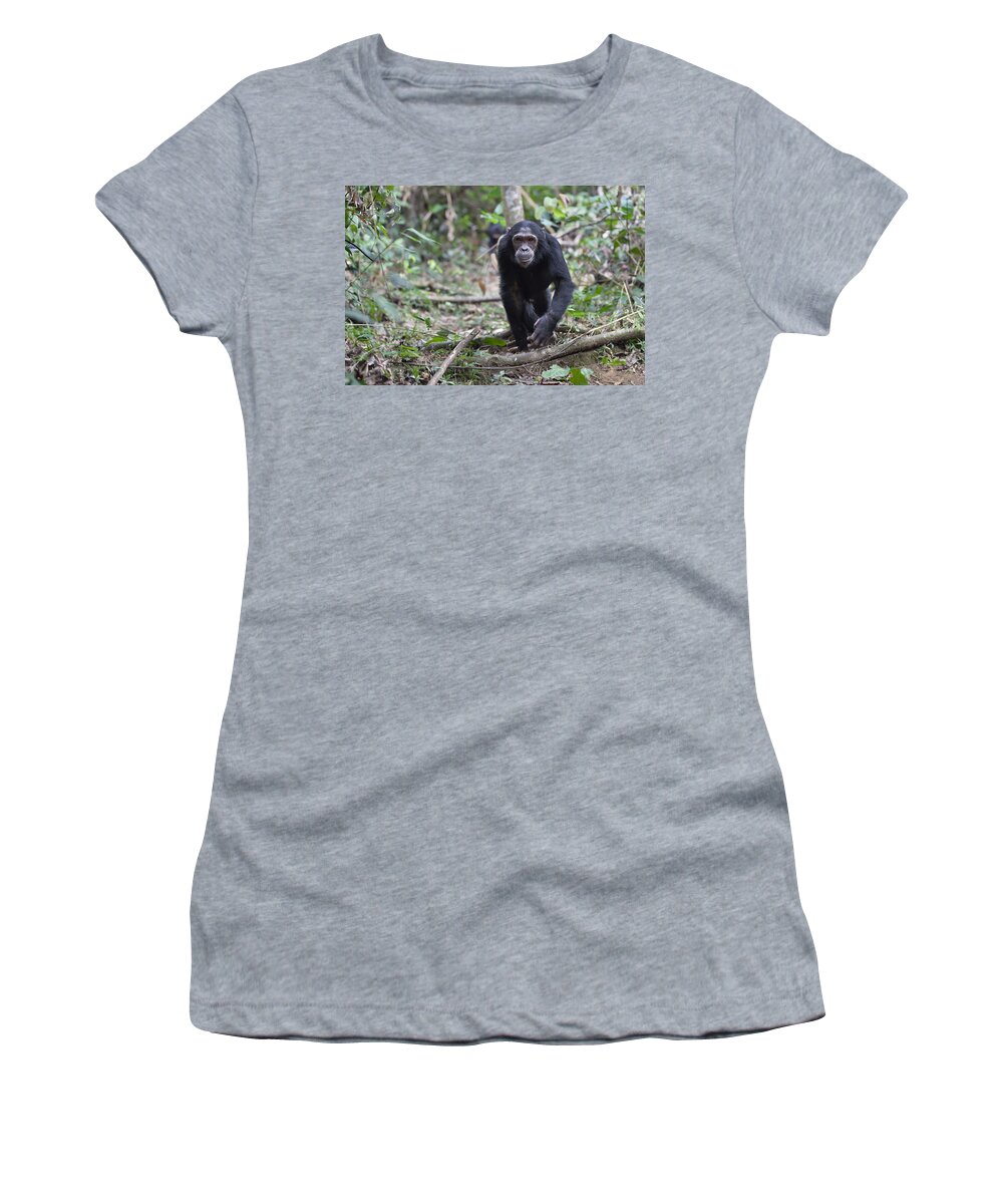 Feb0514 Women's T-Shirt featuring the photograph Chimpanzee Male Walking Tanzania by Konrad Wothe