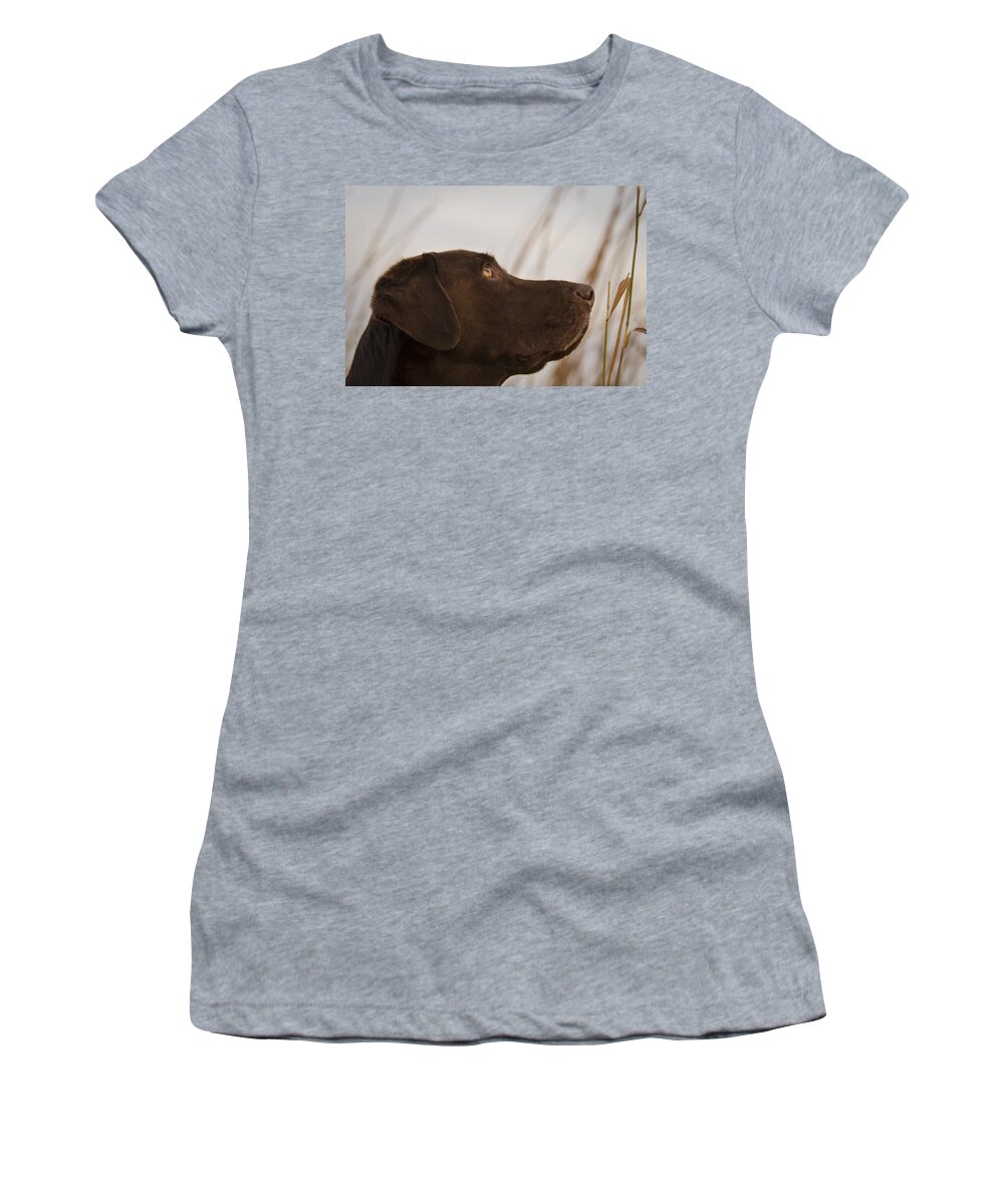 Chocolate Labrador Retriever Women's T-Shirt featuring the photograph Chocolate Lab Watching the sky by Jean Noren