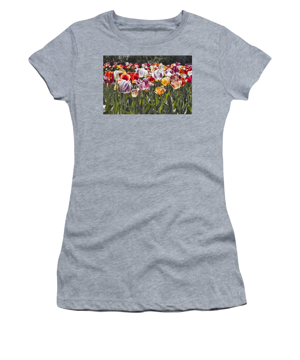 Tulip Women's T-Shirt featuring the photograph Colorful Tulips in the Sun by Sharon Popek