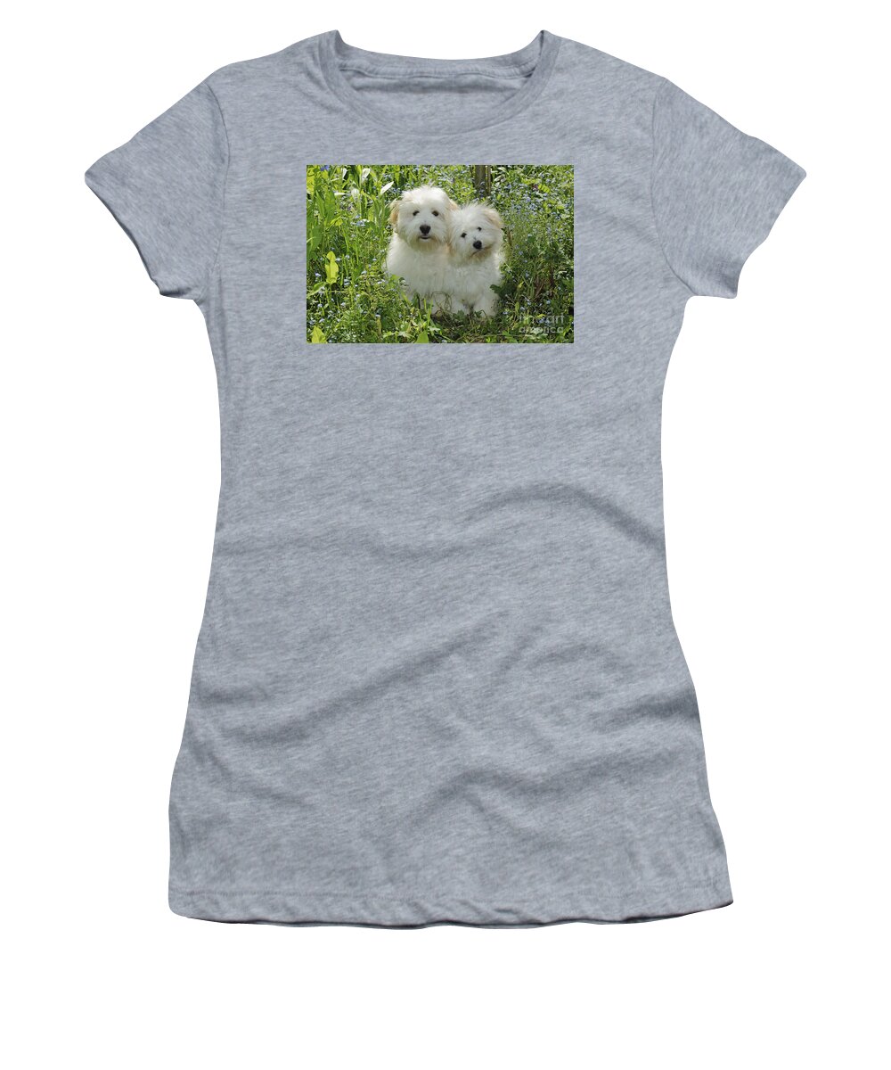 Dog Women's T-Shirt featuring the photograph Coton De Tulear Dogs by John Daniels