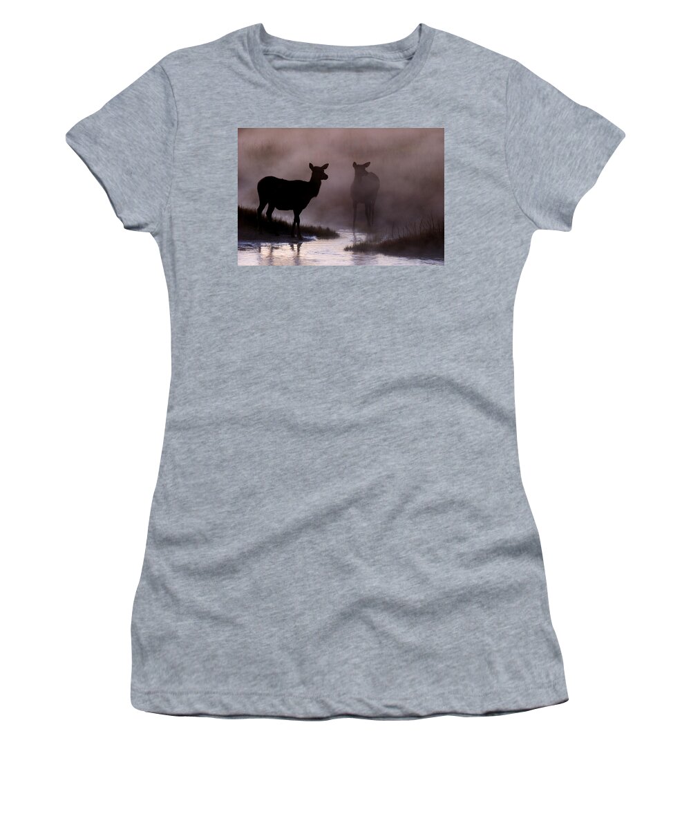 Cow Women's T-Shirt featuring the photograph Cow elk in the Morning Mist by Gary Langley