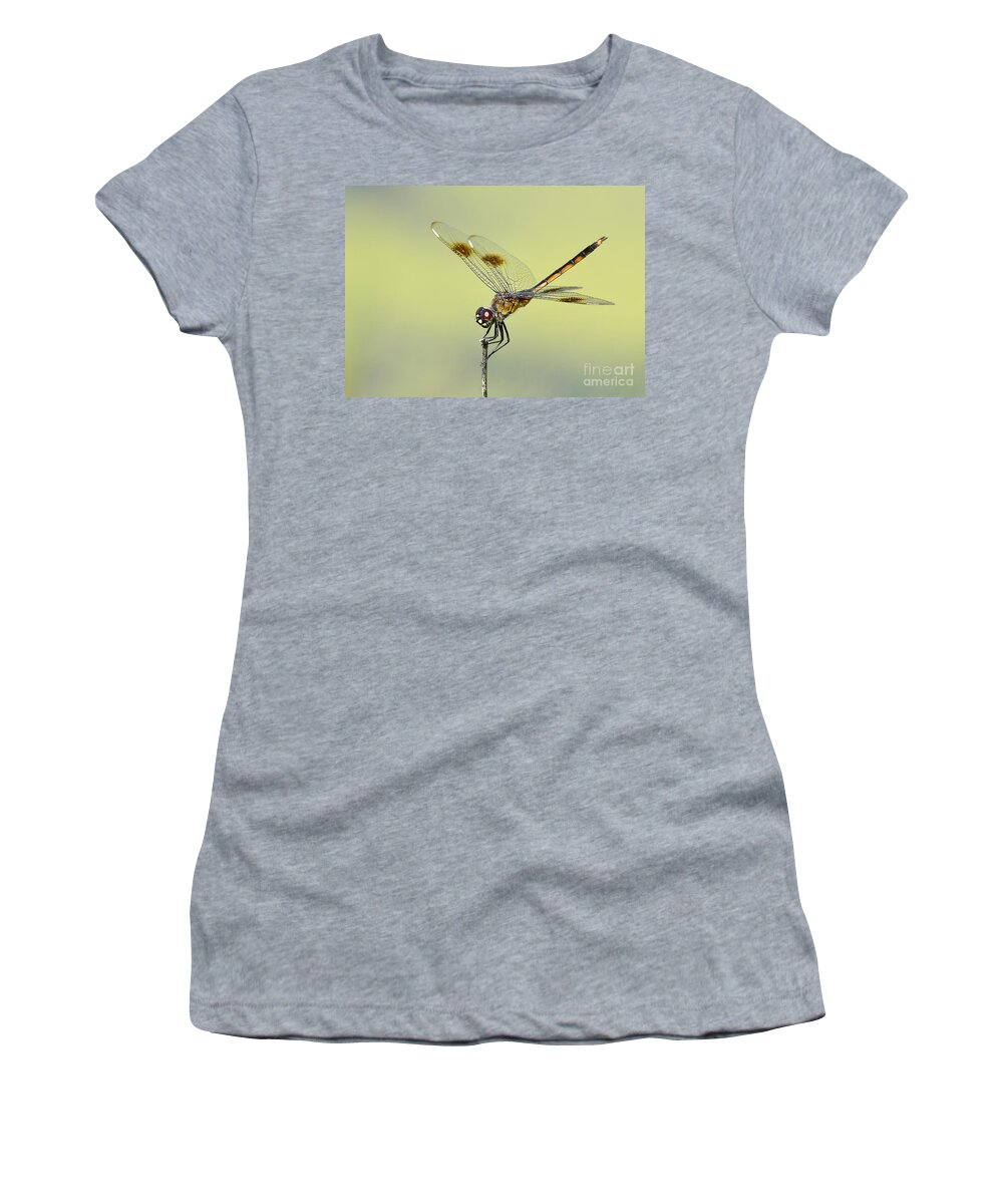 Dragonfly Women's T-Shirt featuring the photograph Crouching Dragonfly by Kathy Baccari